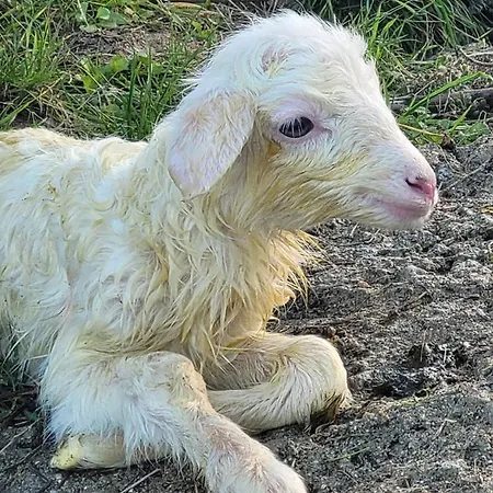 Casa Mare * Monte * Mille Stelle Apartmán *